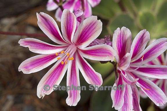 lewisia cotyledon 4 graphic